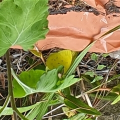 Pieris rapae at Copmanhurst, NSW - suppressed