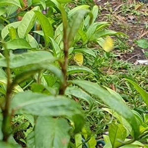 Pieris rapae at Copmanhurst, NSW - suppressed