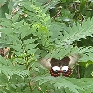 Papilio aegeus at Copmanhurst, NSW - suppressed