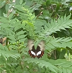 Papilio aegeus at Copmanhurst, NSW - suppressed