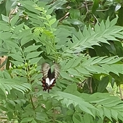 Papilio aegeus at Copmanhurst, NSW - suppressed