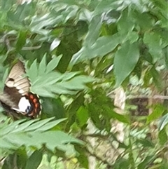 Papilio aegeus at Copmanhurst, NSW - suppressed