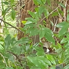 Papilio aegeus at Copmanhurst, NSW - suppressed
