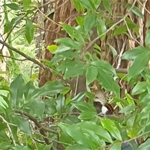 Papilio aegeus at Copmanhurst, NSW - suppressed