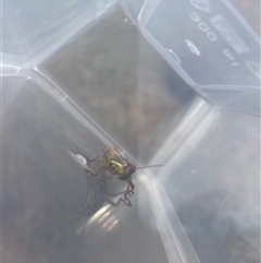 Unverified Grasshopper, Cricket or Katydid (Orthoptera) at Bannaby, NSW - 7 May 2025 by RubyA