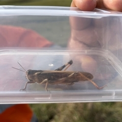 Unverified Grasshopper, Cricket or Katydid (Orthoptera) at Bannaby, NSW - 7 May 2025 by KylieB
