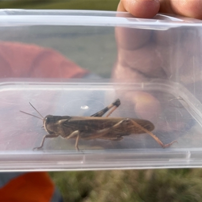 Unverified Grasshopper, Cricket or Katydid (Orthoptera) at Bannaby, NSW - 7 May 2025 by KylieB