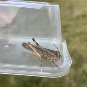 Locusta migratoria at Bannaby, NSW - 7 May 2025 03:05 PM