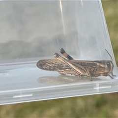 Locusta migratoria at Bannaby, NSW - 7 May 2025 03:05 PM