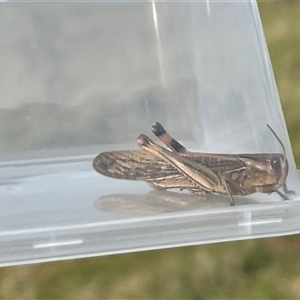 Locusta migratoria at Bannaby, NSW - 7 May 2025 03:05 PM