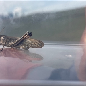 Locusta migratoria at Bannaby, NSW - 7 May 2025 03:05 PM