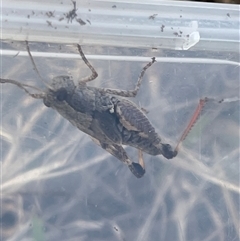 Unverified Grasshopper, Cricket or Katydid (Orthoptera) at Bannaby, NSW - 7 May 2025 by KylieB