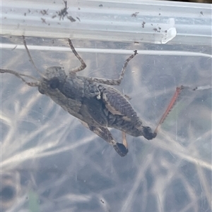 Unverified Grasshopper, Cricket or Katydid (Orthoptera) at Bannaby, NSW - Yesterday by KylieB