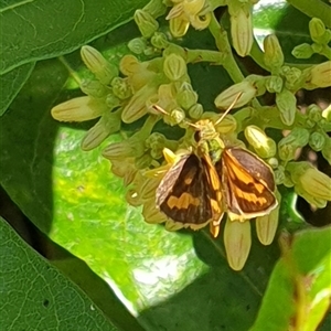 Ocybadistes walkeri at Copmanhurst, NSW - suppressed