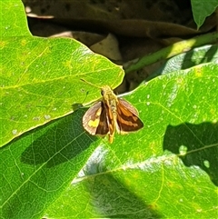 Ocybadistes walkeri at Copmanhurst, NSW - suppressed