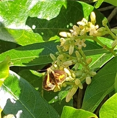 Ocybadistes walkeri at Copmanhurst, NSW - suppressed