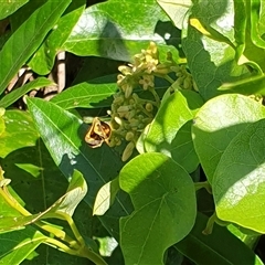 Ocybadistes walkeri at Copmanhurst, NSW - suppressed
