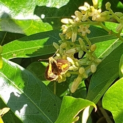 Ocybadistes walkeri at Copmanhurst, NSW - suppressed