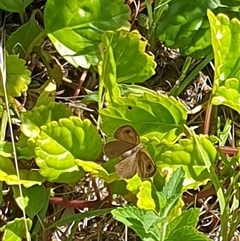 Ypthima arctous at suppressed - suppressed