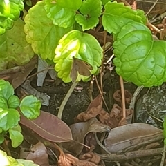 Ypthima arctous at suppressed - suppressed