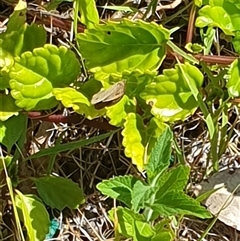 Ypthima arctous at suppressed - suppressed