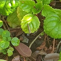 Ypthima arctous at suppressed - suppressed