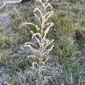 Unverified Plant at Fraser, ACT - Yesterday by R0ger