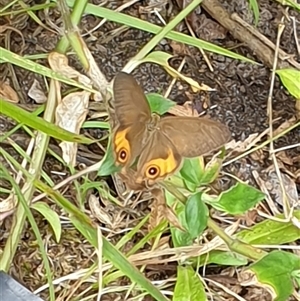 Hypocysta metirius by MazzV