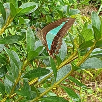 Graphium choredon (Blue Triangle) at Copmanhurst, NSW by MazzV