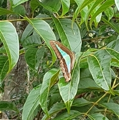Graphium choredon at Copmanhurst, NSW - suppressed