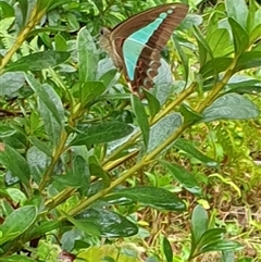 Graphium choredon at Copmanhurst, NSW - suppressed