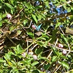 Graphium choredon at Copmanhurst, NSW - suppressed