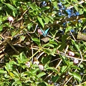 Graphium choredon at Copmanhurst, NSW - suppressed