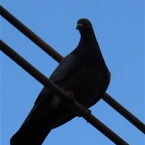 Ocyphaps lophotes at Aranda, ACT - Yesterday by lbradley