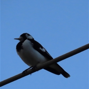 Grallina cyanoleuca at Aranda, ACT - Yesterday by lbradley