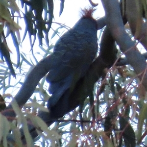 Callocephalon fimbriatum at Aranda, ACT - Yesterday by lbradley