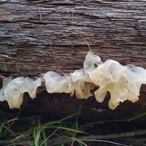 Tremella fuciformis at Penrose, NSW - suppressed