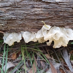 Tremella fuciformis at Penrose, NSW - suppressed