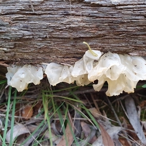 Tremella fuciformis at Penrose, NSW - suppressed