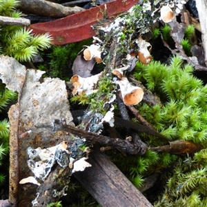 Unverified Fungus at Wellington Park, TAS - 2 May 2025 by VanessaC
