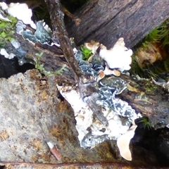 Nephroma cellulosum at Wellington Park, TAS - 2 May 2025 04:13 PM