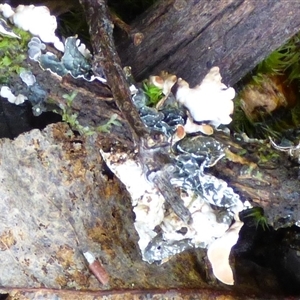 Nephroma cellulosum at Wellington Park, TAS - 2 May 2025 04:13 PM