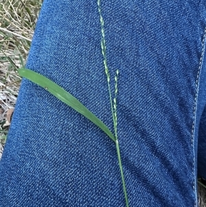 Ehrharta erecta (Panic Veldtgrass) at Aranda, ACT - Yesterday by lbradley