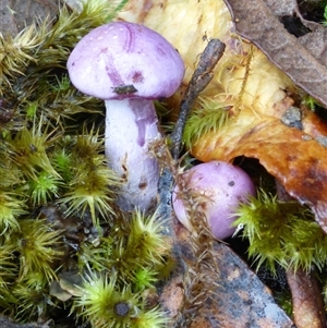 Unverified Cap on a stem; gills below cap [mushrooms or mushroom-like] at Wellington Park, TAS - 2 May 2025 by VanessaC