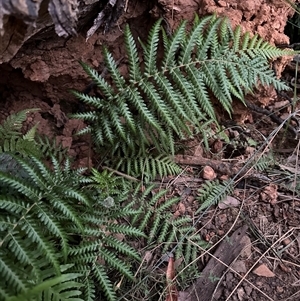 Dicksonia antarctica at Aranda, ACT - Yesterday by lbradley