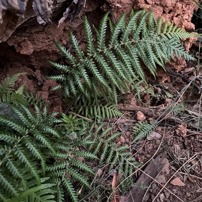 Dicksonia antarctica (Soft Treefern) at Aranda, ACT - 7 May 2025 by lbradley