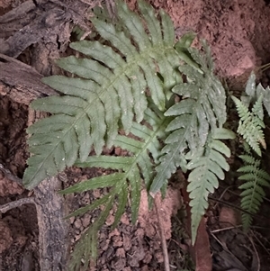 Blechnum nudum at Aranda, ACT - Yesterday by lbradley