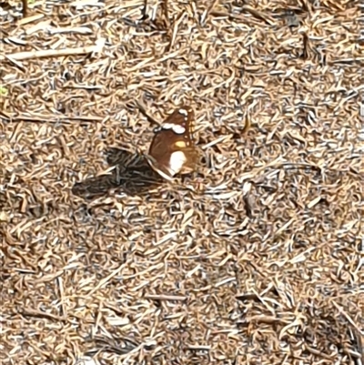 Hypolimnas bolina (Varied Eggfly) at Copmanhurst, NSW - 1 Feb 2025 by MazzV