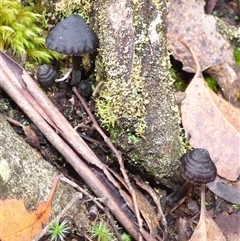 Entoloma sp. (Entoloma) at Wellington Park, TAS - 2 May 2025 by VanessaC