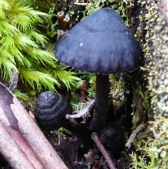 Entoloma sp. at Wellington Park, TAS - 2 May 2025 04:07 PM